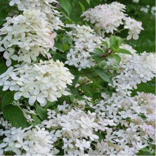 Hydrangea paniculata Praecox 1 plants White Flowering shrubs Panicle